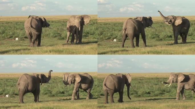 两只幼年大象互相打量