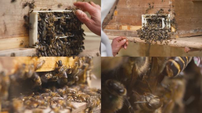 4k养蜂场养蜜蜂合集