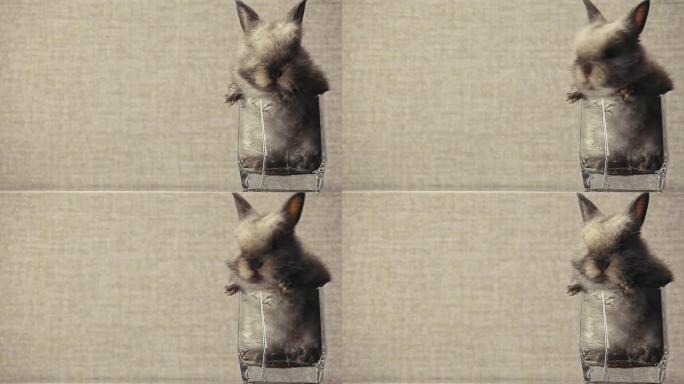 兔子动物玻璃的镜头