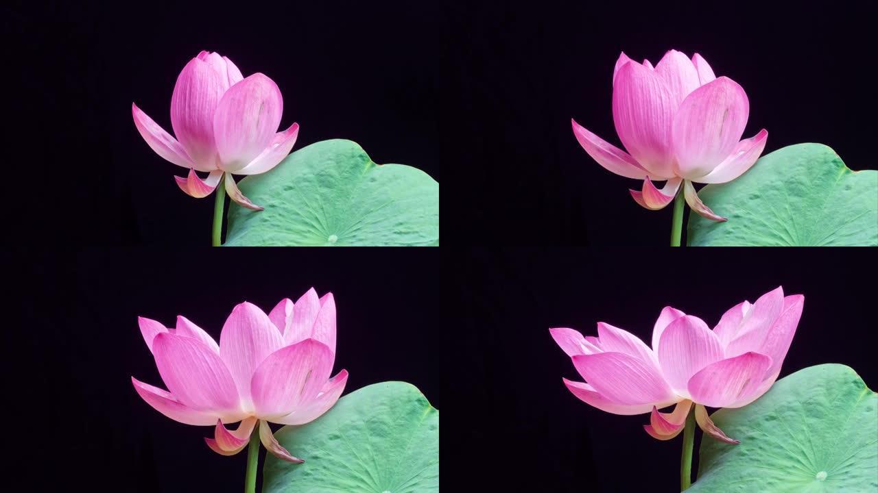 4k延时放大盛开的粉红色莲花从芽到全花的镜头，孤立在黑色背景上，特写b卷镜头侧视图。