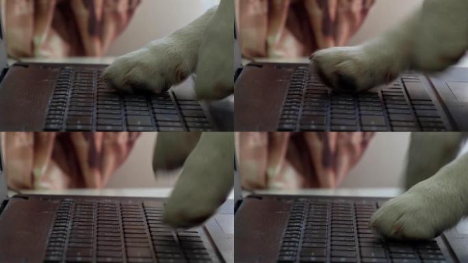 有趣的corgi小狗在笔记本电脑后面，特写镜头，敲击键盘