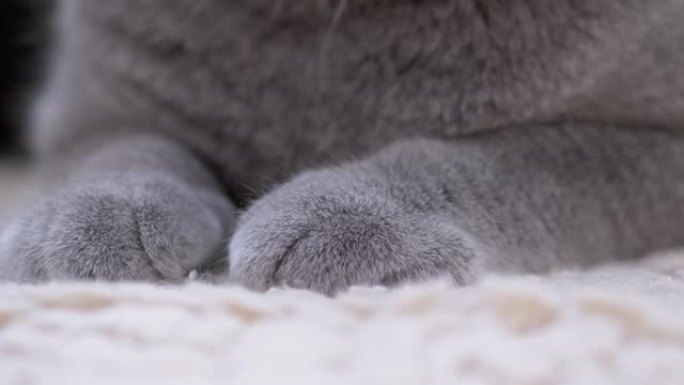 两只巨大的灰色毛茸茸，有力，一只沉睡的英国家猫的爪子。4K