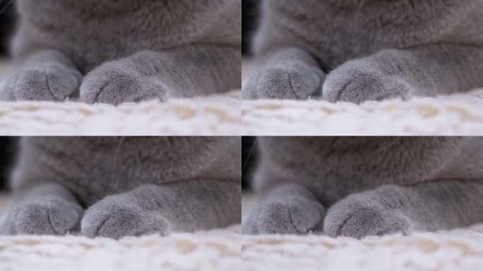两只巨大的灰色毛茸茸，有力，一只沉睡的英国家猫的爪子。4K