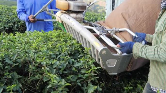 农民通过专业修枝机从绿茶种植园采摘茶叶。