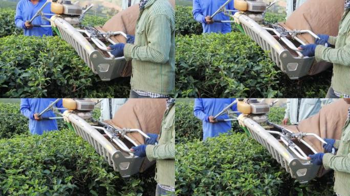 农民通过专业修枝机从绿茶种植园采摘茶叶。