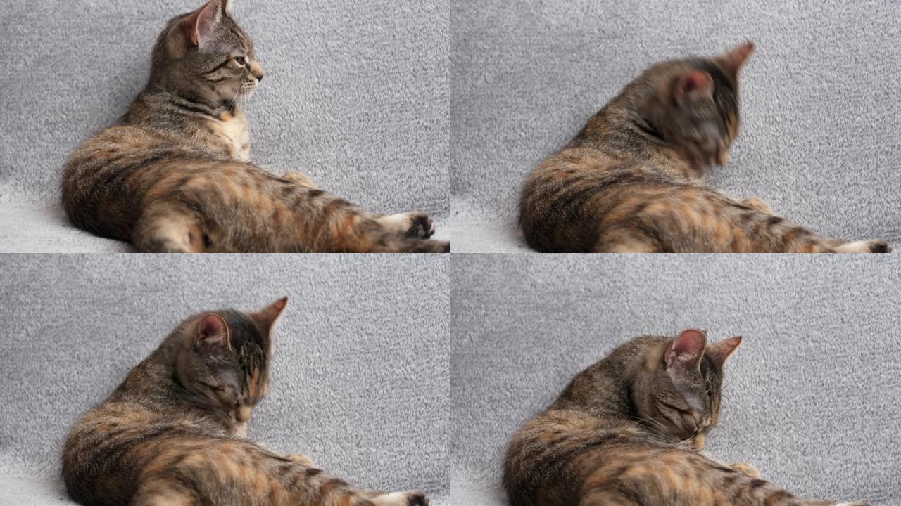 漂亮的小虎猫坐在灰色沙发上洗脸，宠物概念