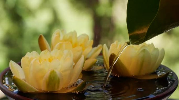 绿色水合花中的水落在黄莲水合花附近
