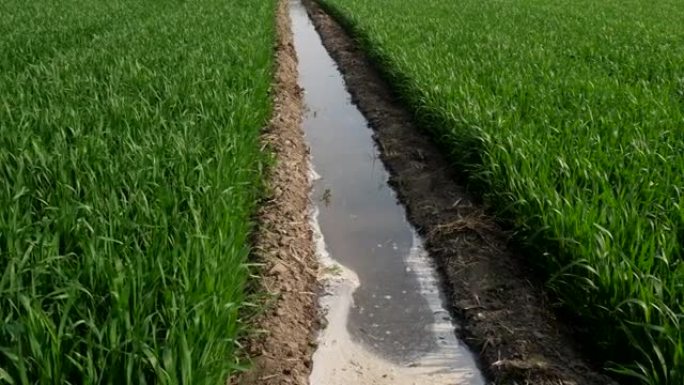春季灌溉小麦幼苗。