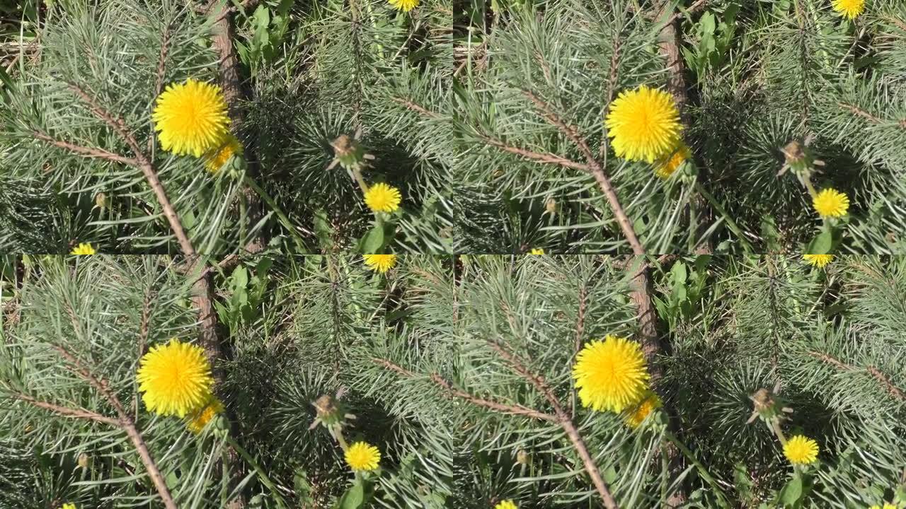 早春的黄色蒲公英草地。蒲公英是一种著名的植物，具有基生叶的莲座丛和明亮的黄色花序-舌花篮。