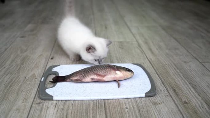 猫舔鱼。饥饿有趣的猫从盘子里吃新鲜的鱼