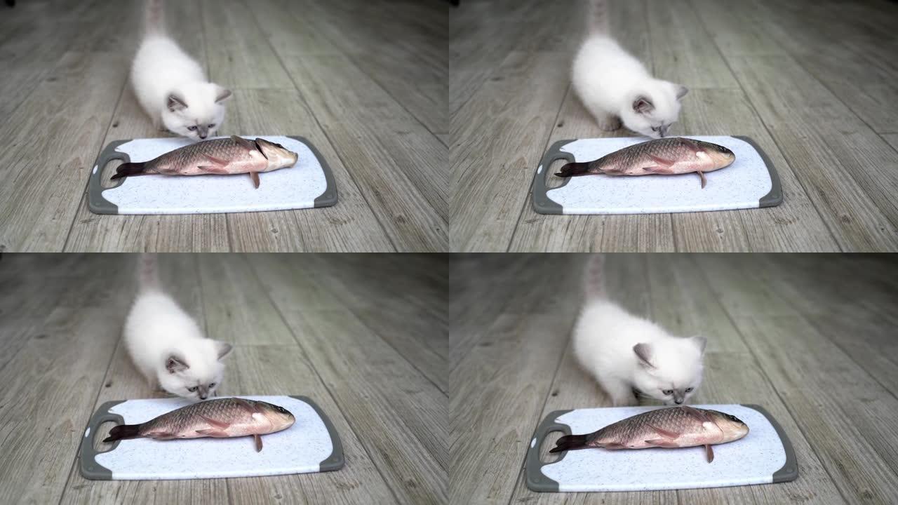 猫舔鱼。饥饿有趣的猫从盘子里吃新鲜的鱼