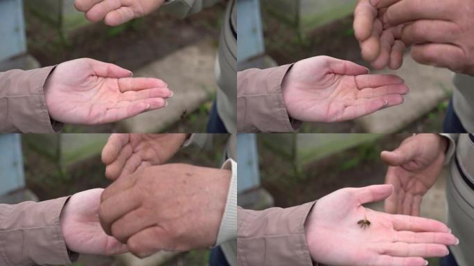 蜜蜂躺在一个大的雄性手掌上。特写