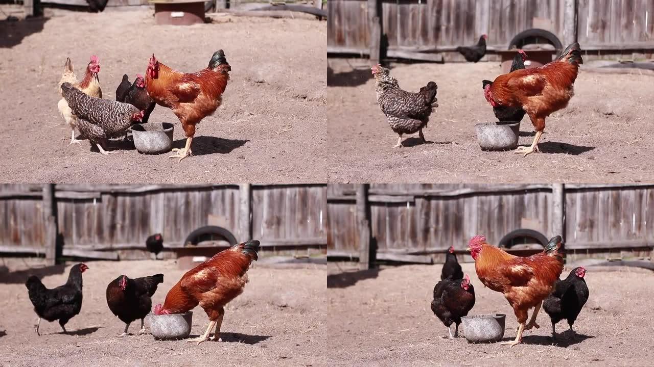 鸡肉或母鸡和公鸡喝水，看着相机。农舍的后院。农村家禽有机养殖