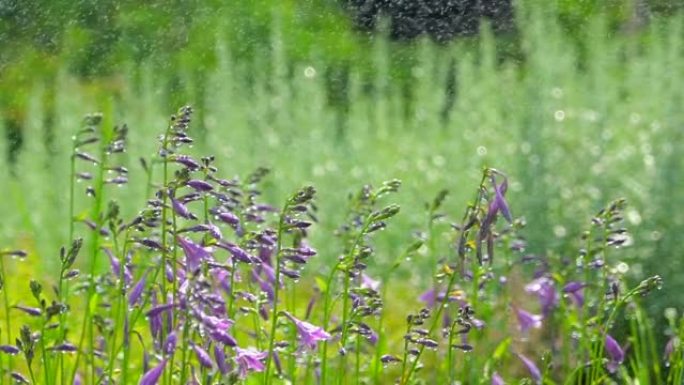 雨水滴眼液落在夏季花园背景下，绿草草坪浇水。花卉植物花园开花植物，设计草地景观，景观设计园艺，夏季背