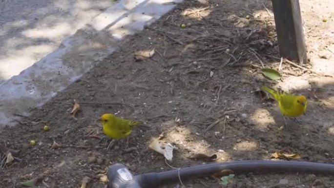 地上两只绿黄色的小鸟藏红花雀