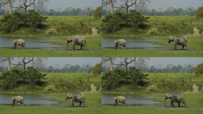 一群大象在卡齐兰加国家公园以慢动作喝水和泥浴