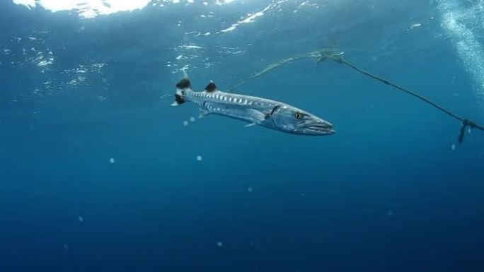 梭鱼在斐济的水下海洋中游泳。