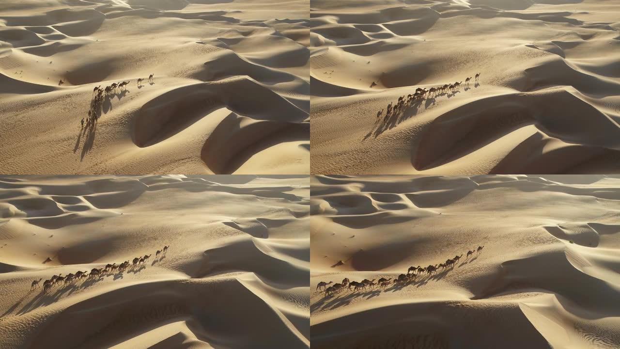 阿拉伯联合酋长国迪拜沙漠骆驼的鸟瞰图。