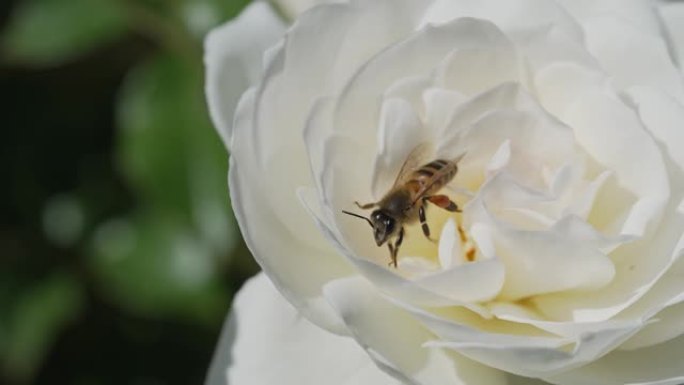 关闭从白玫瑰慢动作飞行的微距蜜蜂