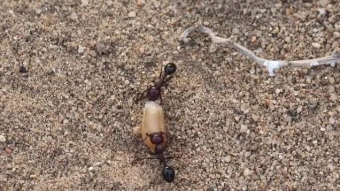 两只蚂蚁在蚂蚁的牙齿中拿着麦粒并行走的特写。