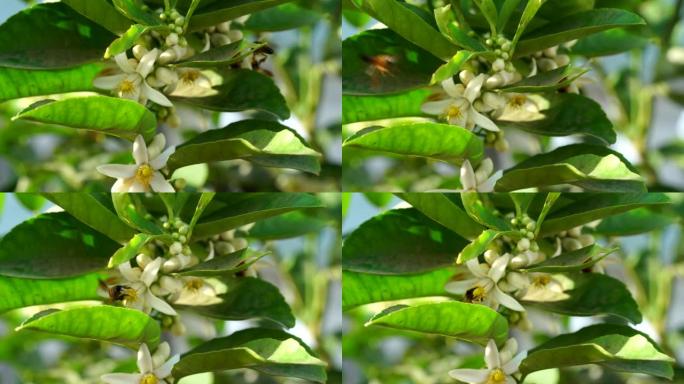 柠檬或柑橘的芽花与蜜蜂蜜蜂。蜜蜂在柠檬的花朵上飞翔。自然概念。