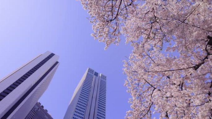 城市盛开的樱花美丽环境唯美固定机位