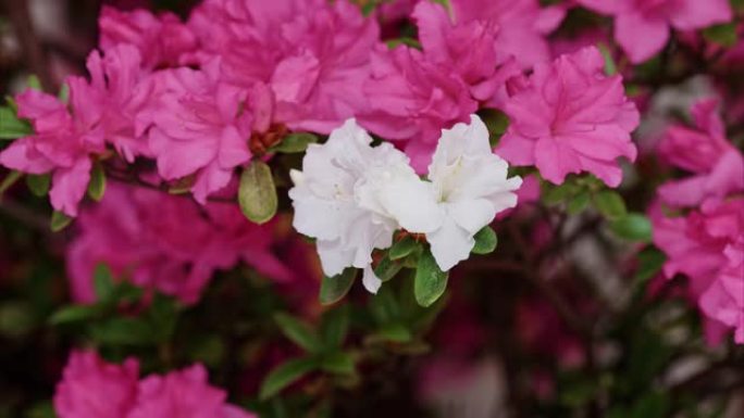粉红色花朵中盛开的白色杜鹃simsii Planch花 (印度Azale或Sims's Azalea