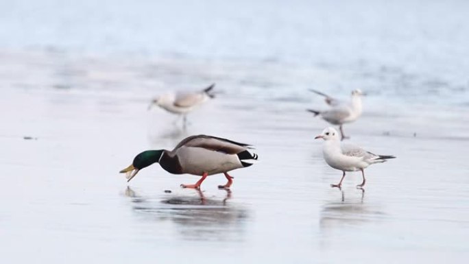 绿头鸭和海鸥在冰上滑倒并抓住一块面包