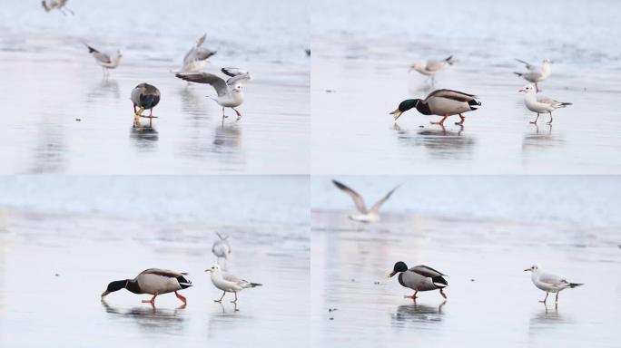 绿头鸭和海鸥在冰上滑倒并抓住一块面包