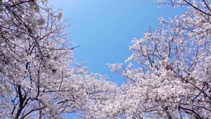 樱花景观樱花鲜花盛开复苏春暖花开