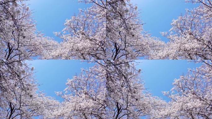 樱花景观樱花鲜花盛开复苏春暖花开