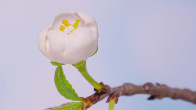 樱桃李的延时开花花