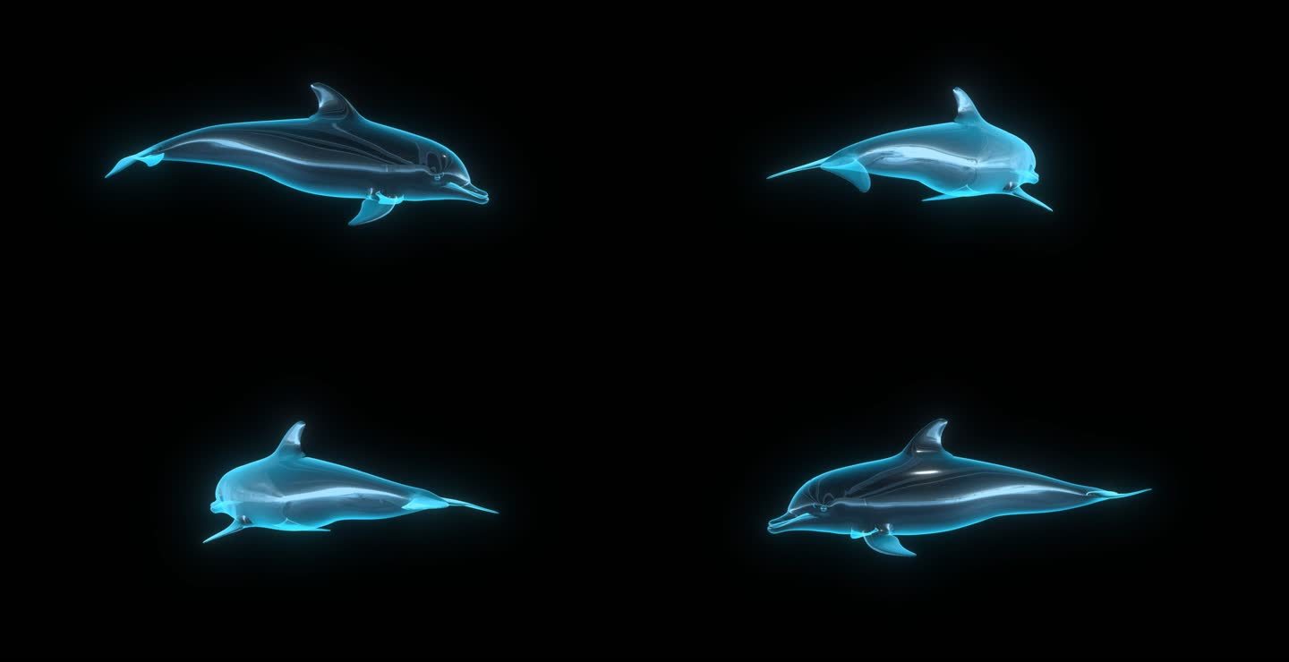 全息透明海豚动画素材带通道