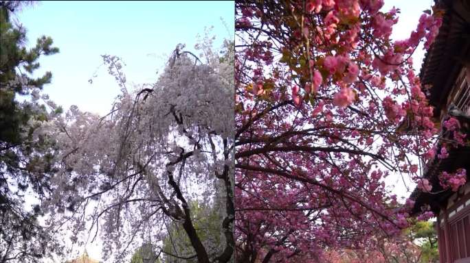 青龙寺樱花盛开季、美人樱