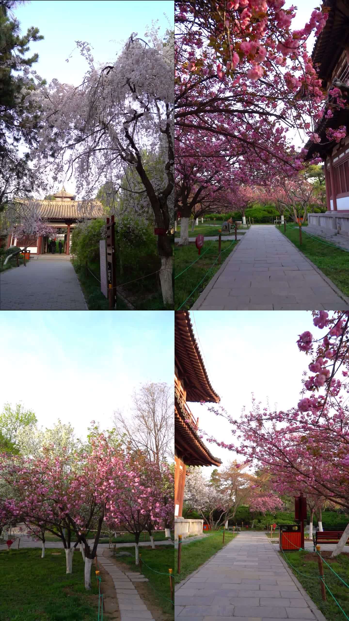 青龙寺樱花盛开季、美人樱