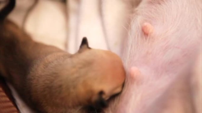 棕色新生吉娃娃幼犬从其母亲哺乳