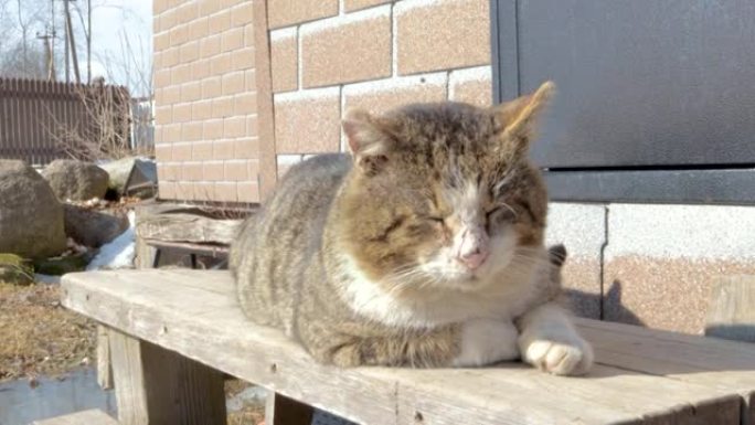 猫战士躺在他领土的门廊上晒太阳