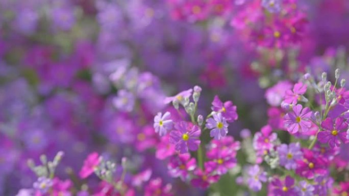 盛开的新鲜报春花春暖花开春季美丽的花朵