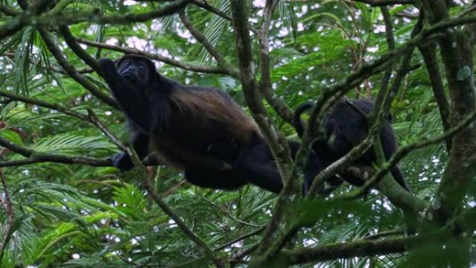 来自中美洲和南美洲的大吼猴-Alouatta palliata或金色大吼猴，新世界猴。美国热带雨林的