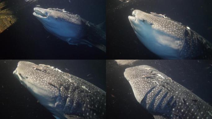 马尔代夫夜间在船后以普朗顿为食的大鲸鲨犀牛typus