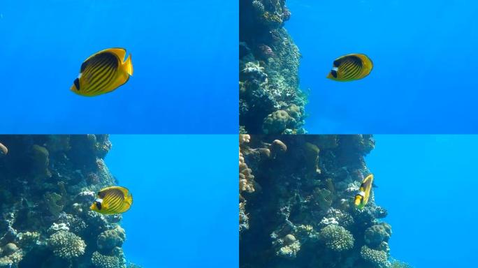 蝴蝶鱼的特写镜头在珊瑚礁附近游动，看着相机镜头。对角蝴蝶鱼 (Chaetodon fasciatus