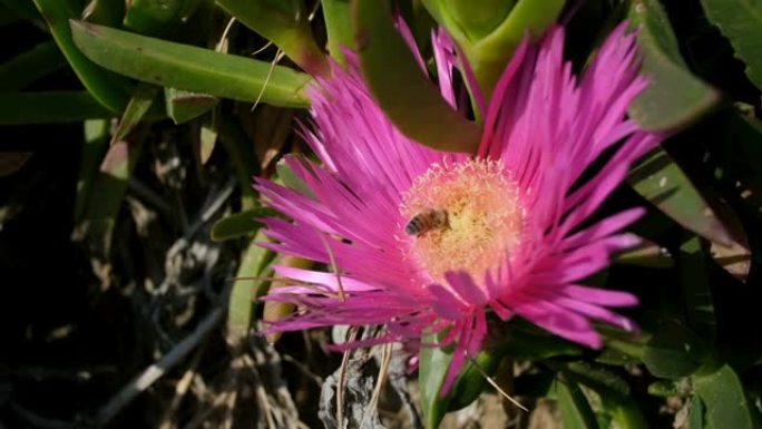 蜜蜂从春海海岸花头采集花粉，昆虫授粉