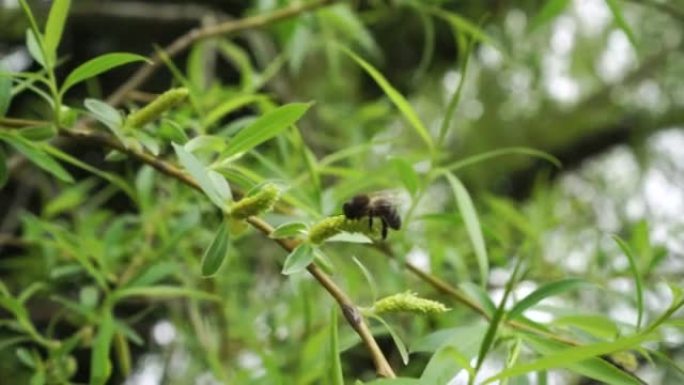 春天巴比伦柳树上的一只蜜蜂