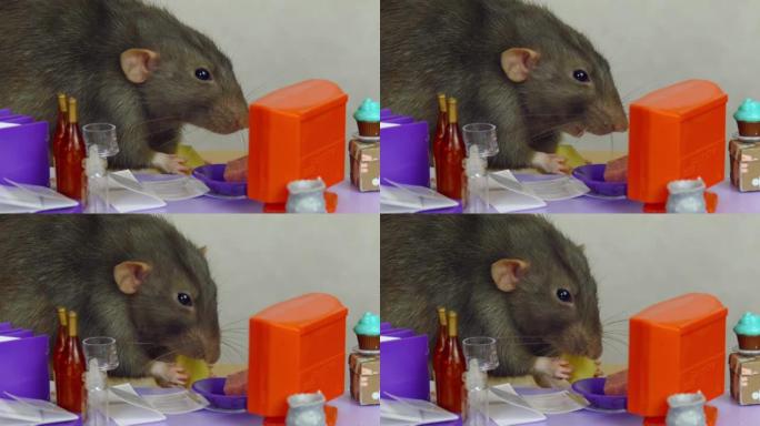 办公室老鼠在玩偶办公室的工作中吃奶酪