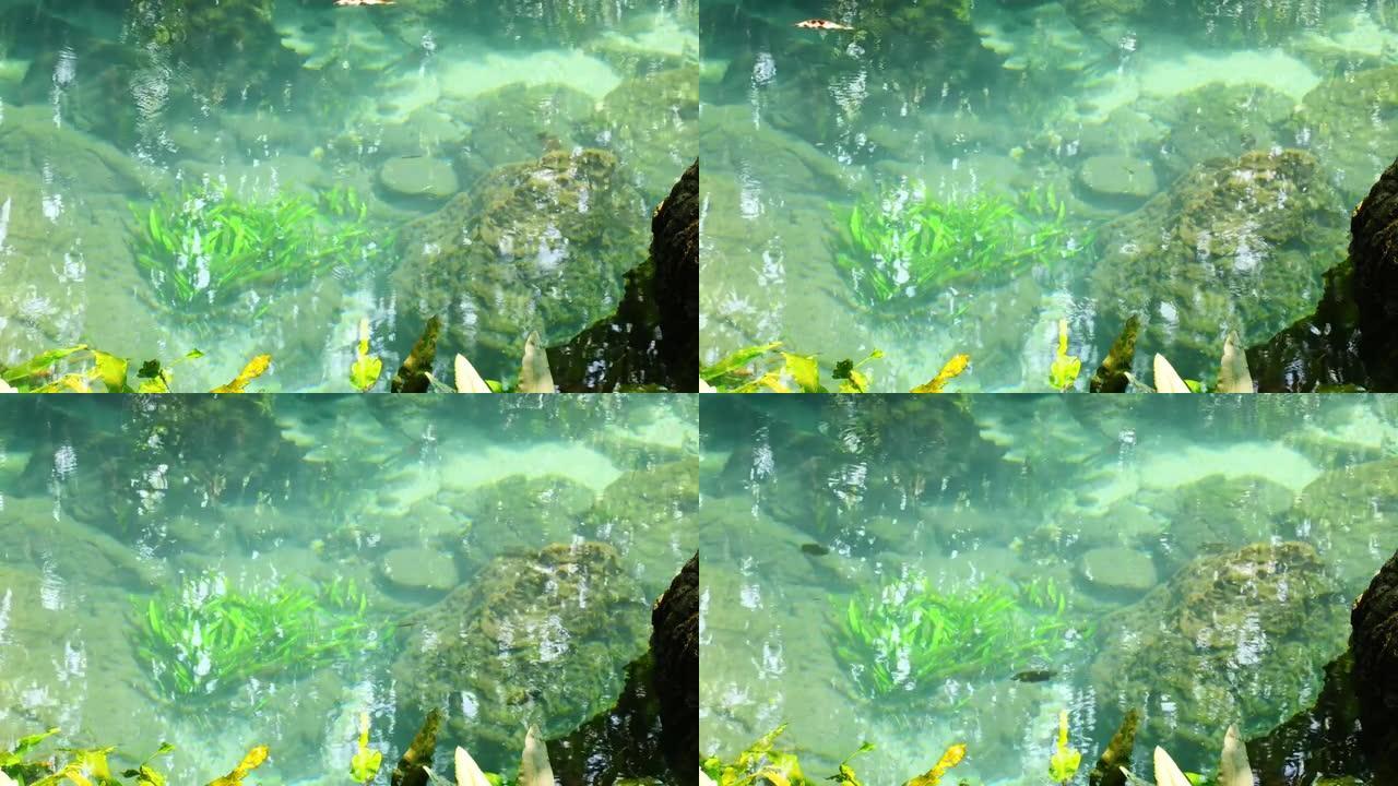与水生植物和热带鱼一起关闭清澈的溪流矿泉水流。泰国甲米府Tha Pom Klong Song Nam