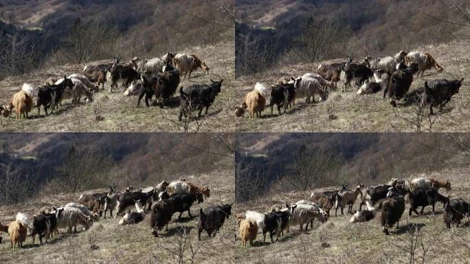 狗在山上守护着一群绵羊和山羊。
