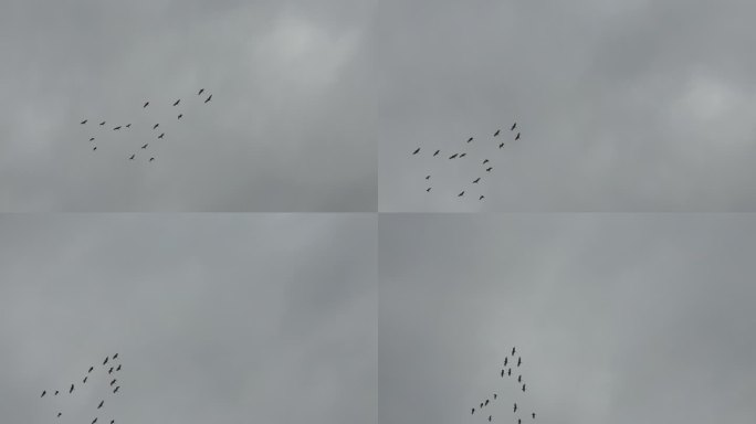 田园生态 候鸟白鹭天空飞翔