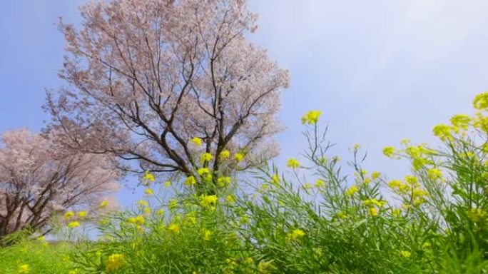 盛开的樱花和油菜花