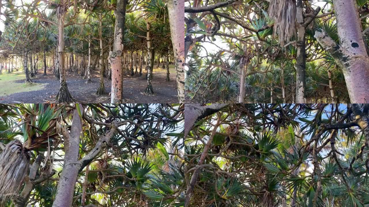留尼汪岛梅尚角的瓦卡瓦树 (普通螺旋松)