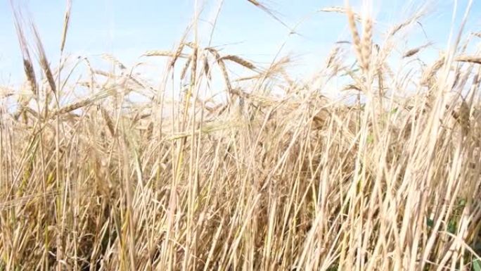 大麦田。金大麦的胡须特写。美丽的乡村景观。收获和收获概念
